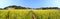 Beautiful spring panoramic landscape shot with blooming canola