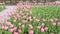 Beautiful spring park covered by fresh flowers pink tulips.