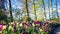 Beautiful spring park covered by tulips. Panoramic view