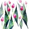 Beautiful spring pink tulips pattern watercolor hand sketch