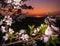 Beautiful spring plum blossoms during sunrise hours.