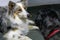 Beautiful spring portrait of adorable gray and white border collie