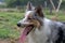 Beautiful spring portrait of adorable Gray and white border collie in the blossoming park