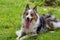 Beautiful spring portrait of adorable Gray and white border collie in the blossoming park