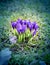 Beautiful spring primroses crocuses