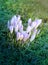 Beautiful spring primroses crocuses