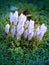 Beautiful spring primroses crocuses