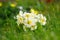 Beautiful spring primroses flowers. primula polyanthus or Perennial primrose. with green leaves in the garden. Nature concept