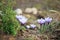 Beautiful spring purple crocuses meadow