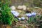 Beautiful spring purple crocuses meadow