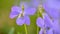 Beautiful spring purple flowers in the grass. First spring flowers.  Viola odorata.