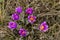 Beautiful spring purple wild flowers