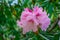 beautiful spring rhododendrons in the gardens