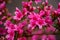 beautiful spring rhododendrons in the gardens