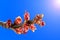 Beautiful spring scene with maple red buds and colorful blue sky
