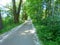 Beautiful spring scenery, concrete road lined by elderly trees and fluff