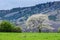 Beautiful spring scenery. White flowers cherry trees on nice meadow full of green grass. Blue sky and majesty forest in background