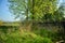 Beautiful spring scenery. White flowers cherry trees on nice meadow full of green grass. Blue sky and majesty forest in background