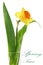 Beautiful spring single flower in vase: orange narcissus (Daffo