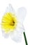 Beautiful spring single flower: white narcissus (Daffodil)