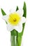 Beautiful spring single flower: yellow-white narcissus (Daffodil)