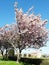 beautiful spring and summer flowers and smells