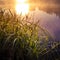 A beautiful spring sunrise scenery with plants growing on the banks of river. Springtime landscape with mist and local flora.