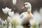 Beautiful Spring Time Picture Wildlife: Capture the beauty and majesty of spring wildlife