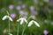 Beautiful spring time snowdrops in white and green with a blurred background of a field of pink purple crocus flowers