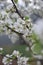 Beautiful spring tree branch with white flowers, pear tree