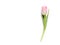 Beautiful spring tulip on white background, top view.