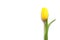 Beautiful spring tulip on white background, top view.