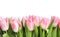 Beautiful spring tulips on white background, top view.