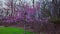 Beautiful spring view of a charming cherry blossom tree in the park.