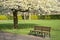 Beautiful spring view of single bench beside delicate white cherry Prunus Shogetsu Oku Miyako blossoms flowering tree in Herbert