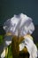 Beautiful spring white iris flower closeup with water drops on blurry background