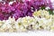 Beautiful spring white and lilac flowers, romantic spring holiday background. A branch of fragrant lilac on a white
