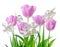 Beautiful spring white, pink daffodil and tulip flowers isolated