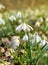 Beautiful spring white snowdrops Galanthus nivalis in spring time in sun light in forest on the fallen leaves background