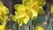 Beautiful spring yellow daffodils in slow motion