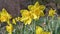Beautiful spring yellow daffodils in slow motion