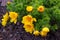 Beautiful spring yellow flowers Pheasant`s eye Adonis vernalis