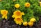 Beautiful spring yellow flowers Pheasant`s eye Adonis vernalis