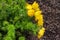 Beautiful spring yellow flowers Pheasant`s eye Adonis vernalis