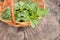 Beautiful spring young nettle. Fresh nettle leaves for salad or tea