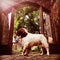 A BEAUTIFUL SPRINGIER SPANIEL ON COUNTRY ESTATE GROUNDS.