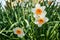 Beautiful Springtime Daffodils in Partial Sunlight.