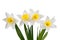 Beautiful springtime narcissus