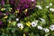 Beautiful springtime summer bloom of small yellow flowers, African daisies and clover, a pretty floral background texture