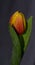 Beautiful springtime tulip